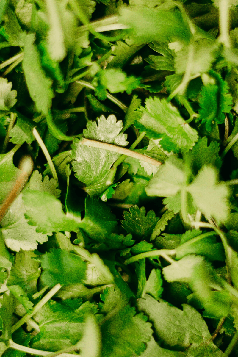 Best Fall Vegetables to Grow in Your Garden - A Hint of Homestead