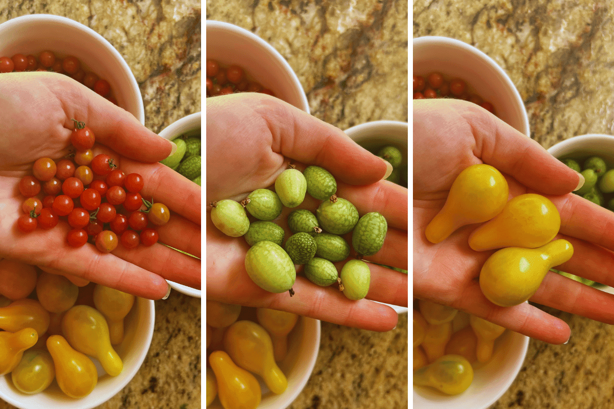The Most Prolific Vegetables in My Garden are Miniature! - A Hint of ...