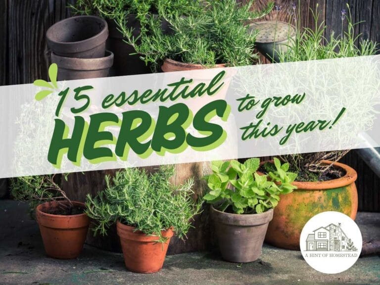 15 Best Herbs to Grow in Your Garden - A Hint of Homestead