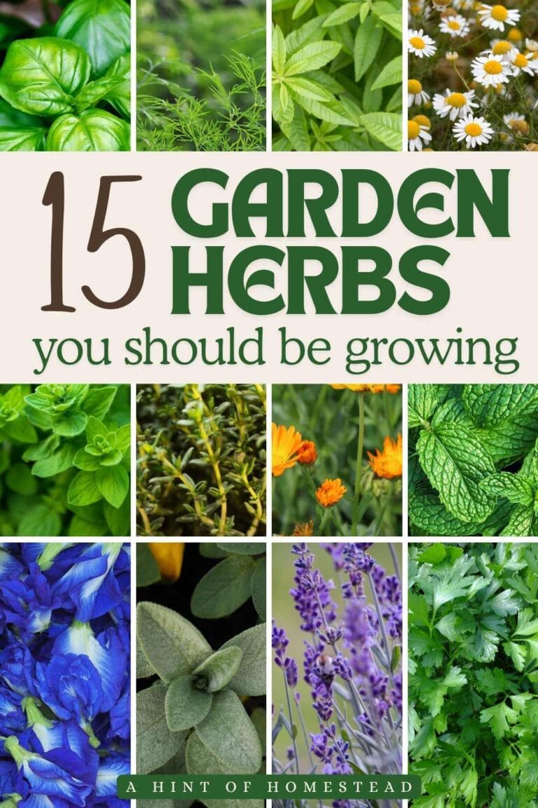 15 Best Herbs to Grow in Your Garden - A Hint of Homestead