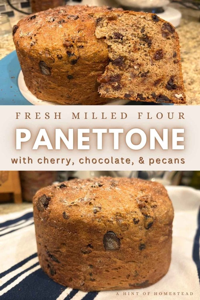 fresh milled flour cherry chocolate panettone pinterest image