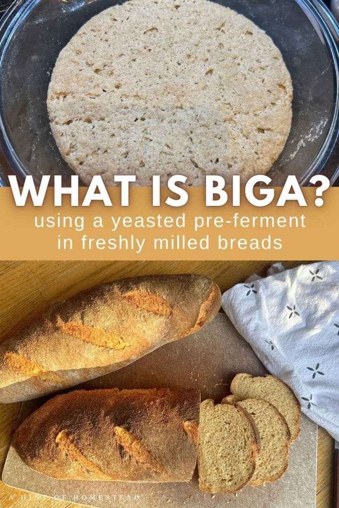 what is biga? pinterest image showing biga starter and baked bread