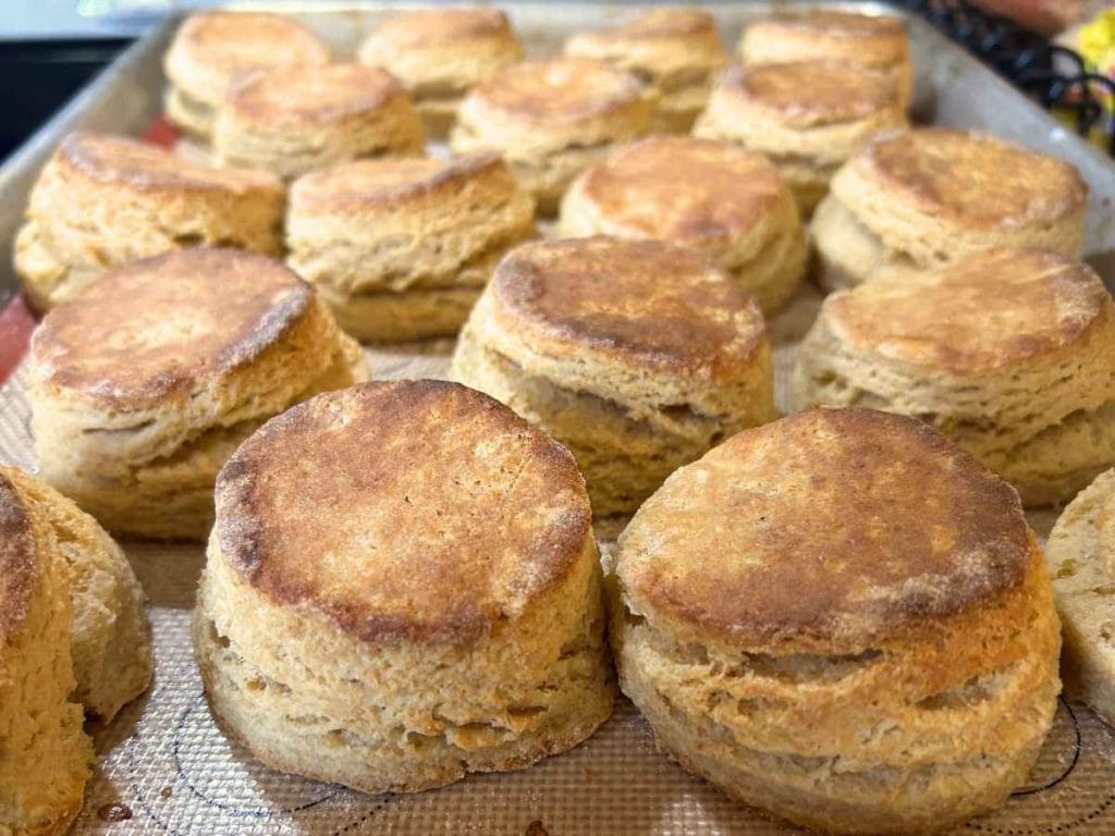 a sheet pan full of baked sourdough buttermilk biscuits