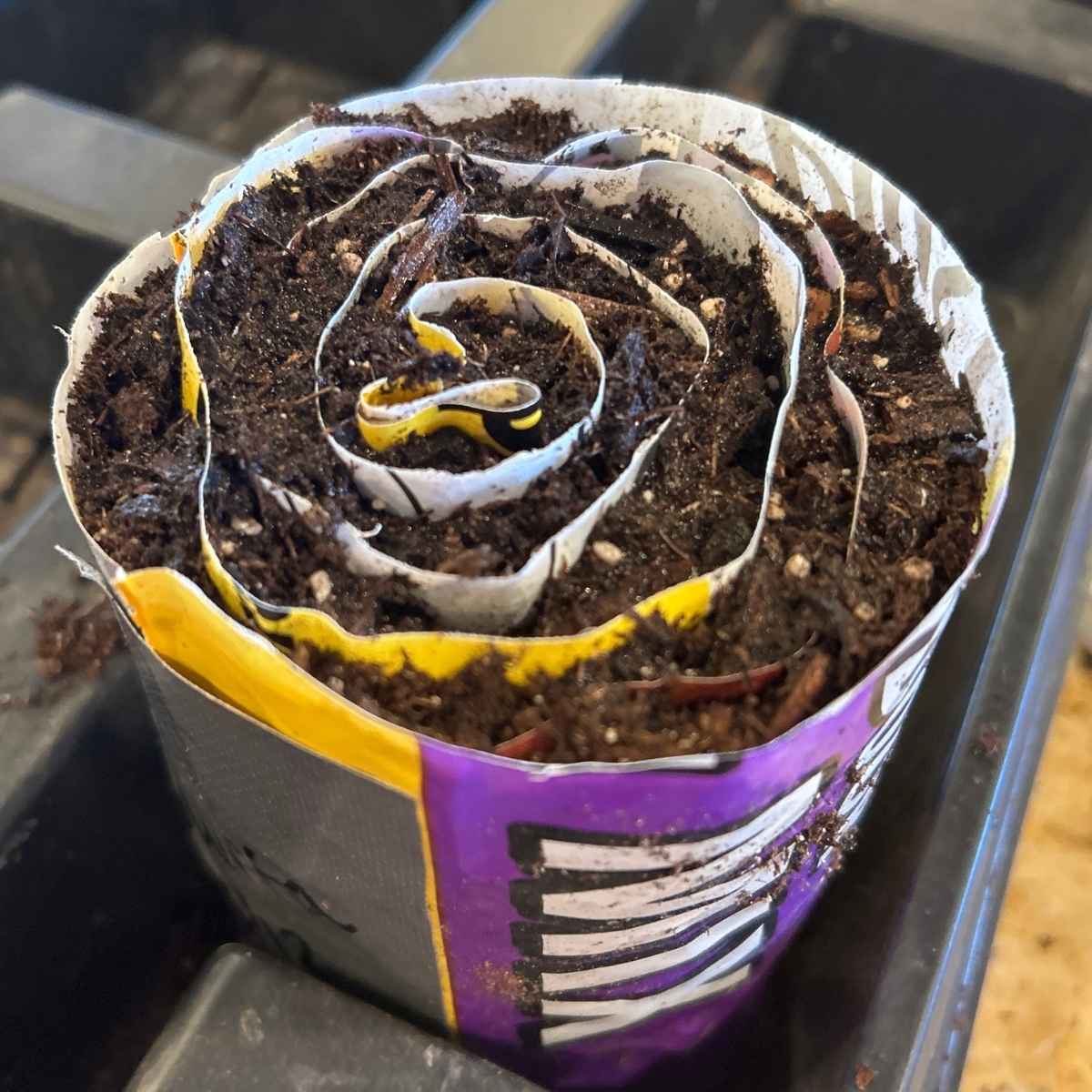 a seed snail in a black plastic container