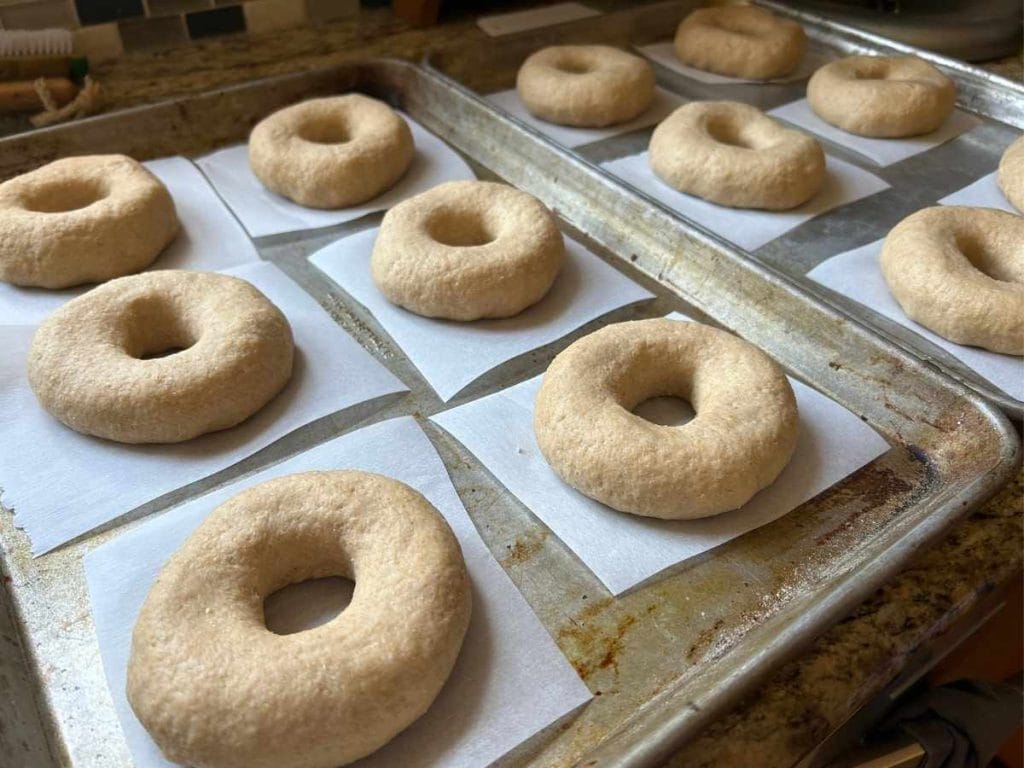 sourdough bagels rising on sheet pans